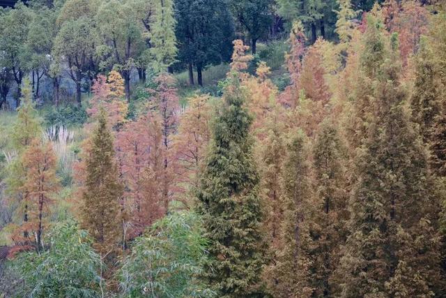 错过又要等一年！走，抓住贵阳短暂的秋，来一场ParkWalk→