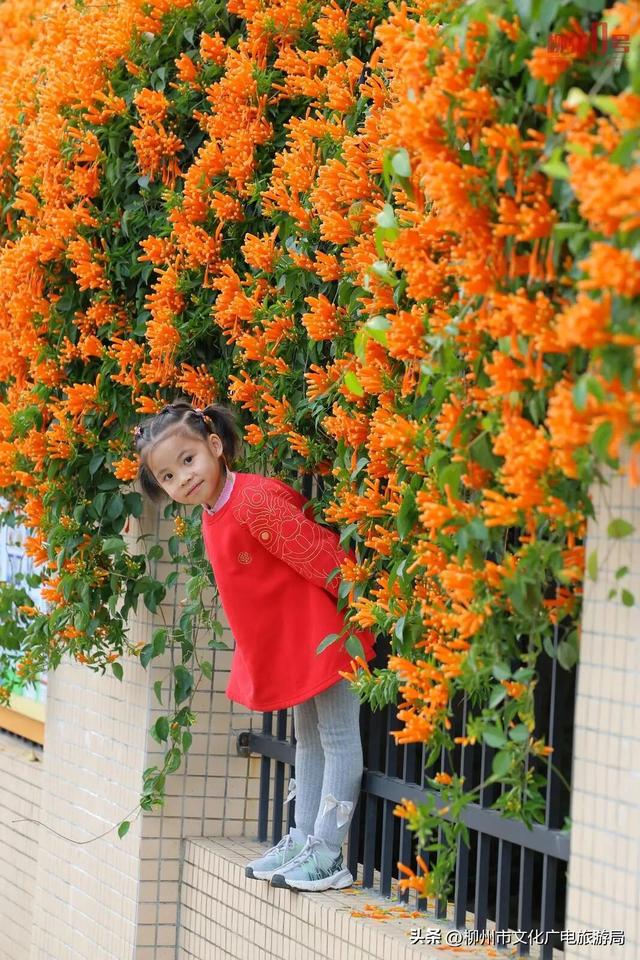古人云“出门俱是看花人”，原来写的是柳州的春天~