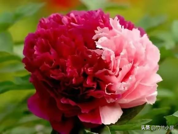 牡丹园里菊花香