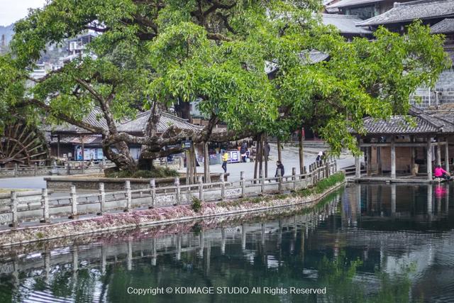 我愿称腾冲为秋季的天花板!银杏、温泉、古镇,来过的人都不想走
