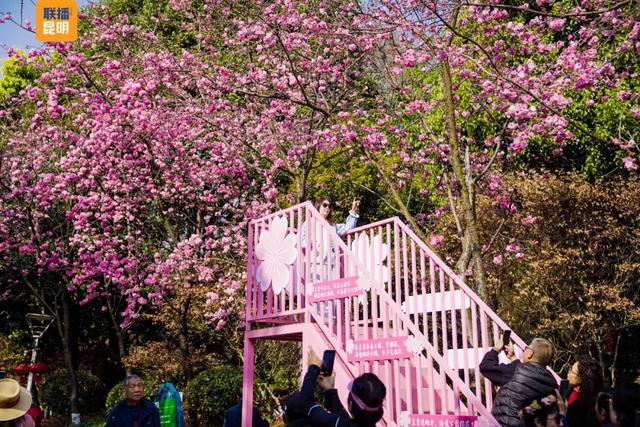 在樱花树下,看见春天!2026洛龙公园第三届樱花节开幕首日迎5万人次打卡