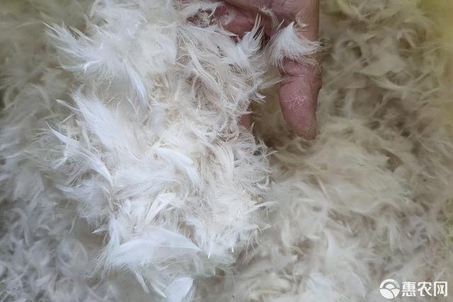 羽绒服为何“越贵越好卖”