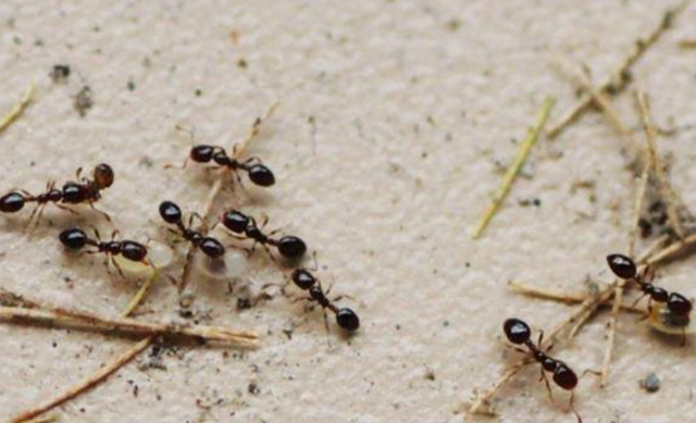 中国人为啥对酸味又爱又恨？一文讲清楚这背后的亿年演化历史