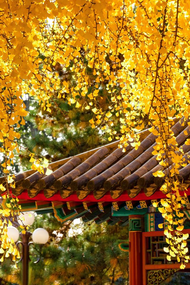 在秋天进故宫前一定要去的地方，中山公园的银杏简直是赏秋圣地