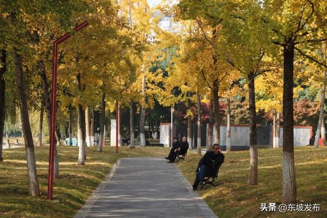 东坡银杏已“上分” ！快来拍