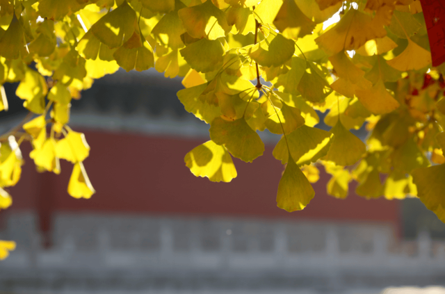秋日顶流，风景绝美！留下最美的记忆