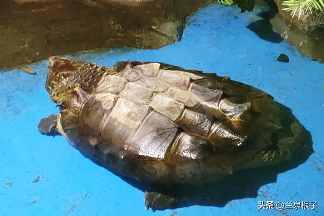 国宝百日庆·萌兽迎新年 兰州野生动物园邀您共赴自然之约