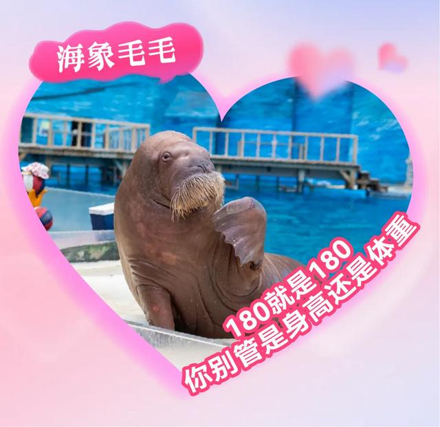 浪漫七夕畅玩极地！超多精彩等你打卡