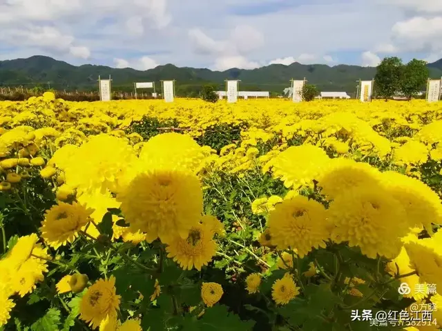 硒土菊黄，明月山的金色情书