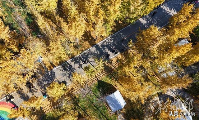 千亩银杏“披金”迎客来