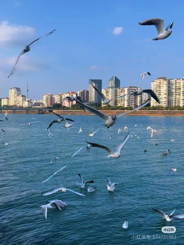 周末就冲！成都出发40min直达浪漫小城，喂海鸥逛古寺！