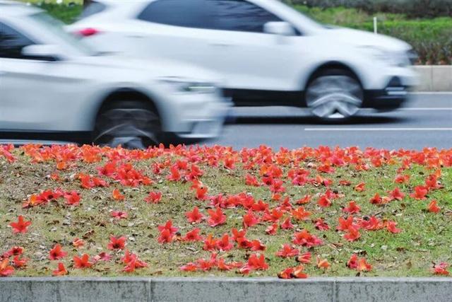 最佳赏花期到了！