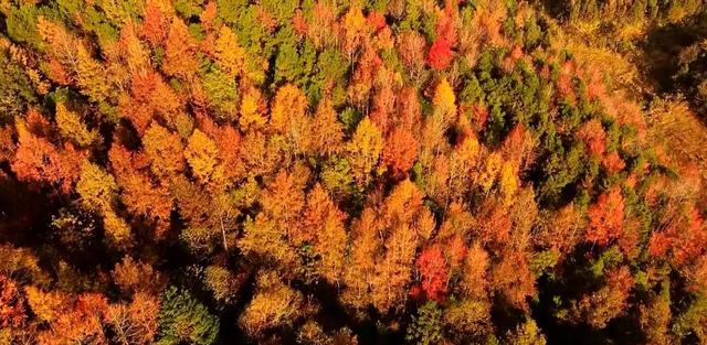 已进入最佳观赏期!邵阳这里美成油画,随手一拍就是壁纸