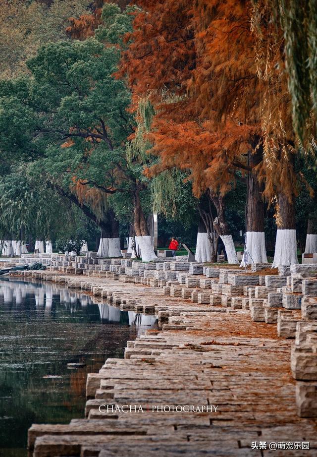 武汉秋日漫步，芦苇摇摆梧桐金黄，这些美景让人流连忘返