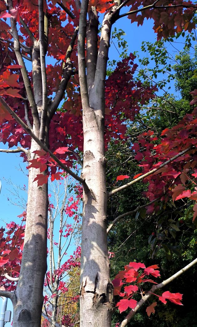 藏在烟火里的彩林