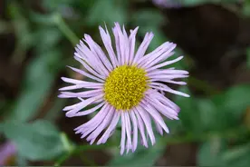 花木春秋141：短莛飞蓬 | 走出云南的灯盏花图片