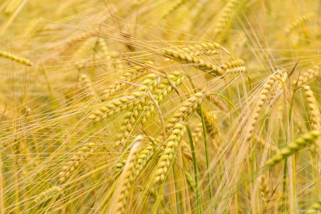 50亿军火不翼而飞，美国内讧乌克兰也躺枪，美方将不再资助乌克兰