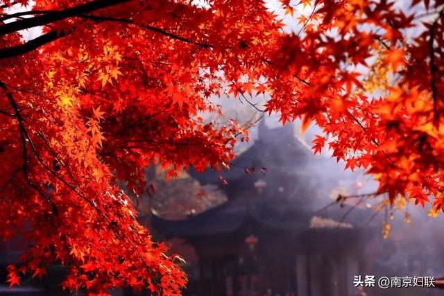 人在南京，红叶正盛，等你来～
