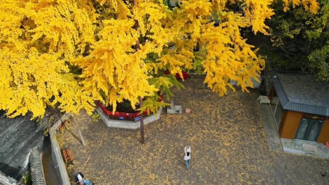 济南的这些千年银杏树美得正当时，最后“黄金期”快去打卡！