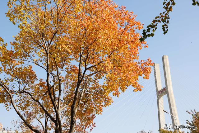 上海：闵行“小外滩”的乌桕“换妆”秋意浓错过成“遗憾”