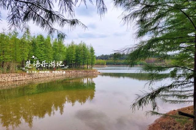 绍兴上虞的红杉观赏胜地，杉树未红时的景色也很美，非常值得游玩