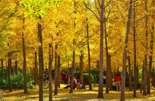 领取限定“杏”运！抓紧来看金色山东