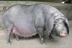 我国有哪八大猪种，分别产于哪里？大家一起来了解一下！图片