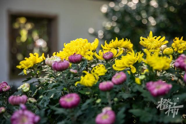 全是人人人人人！一年一度杭州“顶流”人气菊花展登场
