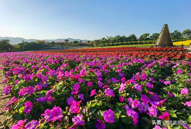 佛山市民国庆出游不用出家门，三水这个花主题景区将游客拉回春天