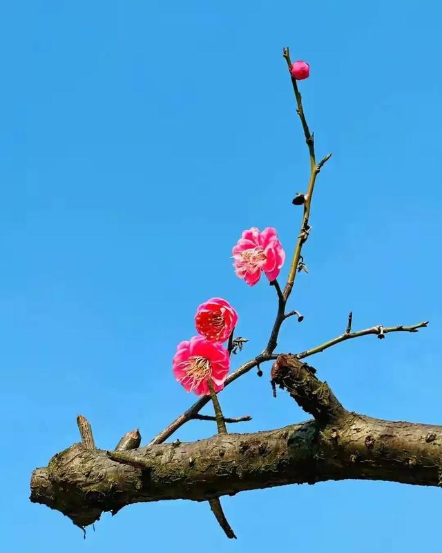 手机壁纸精美图片（124）