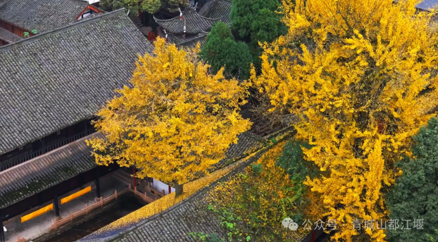美疯！我就说初冬的都江堰有真东西！
