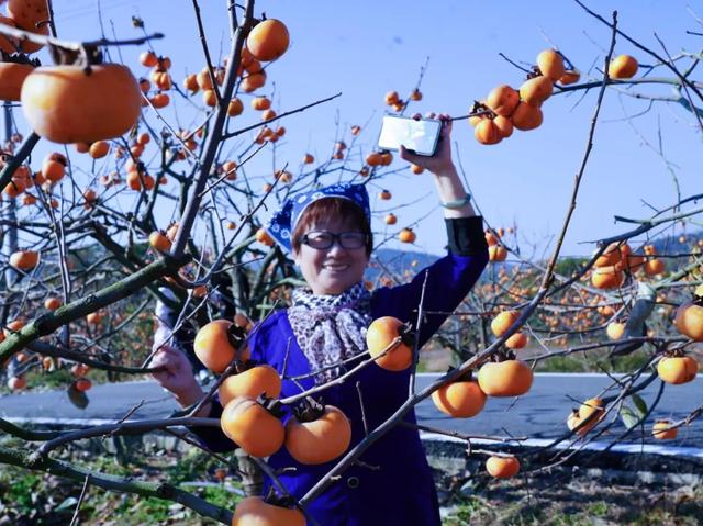 柴桑区新塘乡胡桥村:千亩柿红引客来