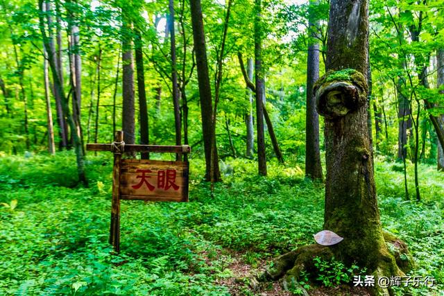 探秘中国最美古树群——吉林长白山古树公园