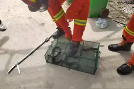 一个半小时抓到5条眼镜蛇 一个月收治20多例伤者 市民户外如何防护？图片