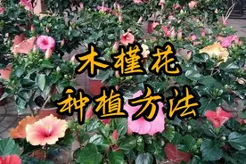 木槿花种植指南与养护技巧 为您带来温柔的坚持之美图片