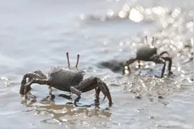 15年辽宁池塘突现“水怪”，逼走蟹吃光鱼，男子抓到后靠它发大财图片