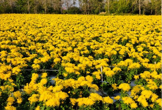 水乡金湖发出最美邀约：一起来“捞秋”