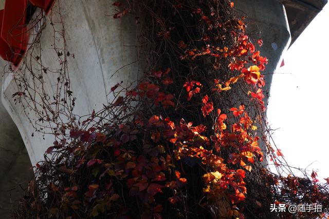 邂逅初冬美景，上海地铁11号线安亭段桥墩爬山虎红了