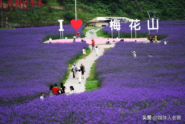 六盘水梅花山雪道变“紫色花海”避暑纳凉添新景