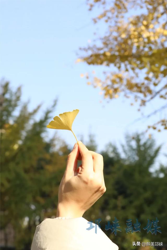 临邛古城银杏季，从浅黄到满树的鎏金，阳光温柔绵长