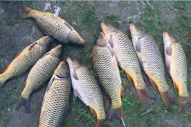 野钓大鲤鱼，4个香而且甜的饵料配方，鲤鱼追着咬钩图片