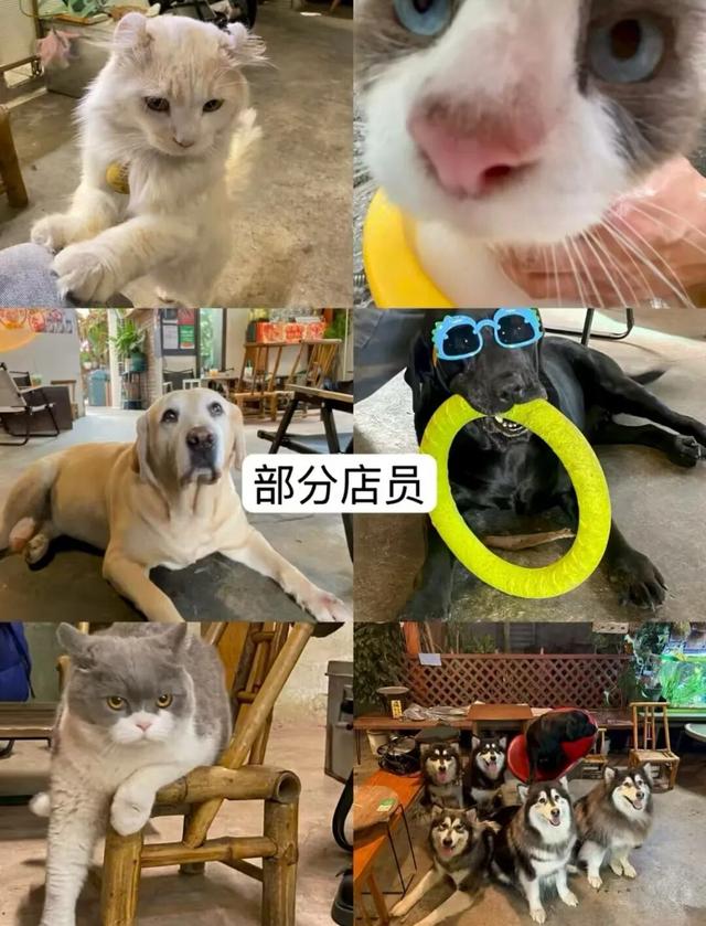 湛江治愈系角落，治好了年轻人的精神内耗！