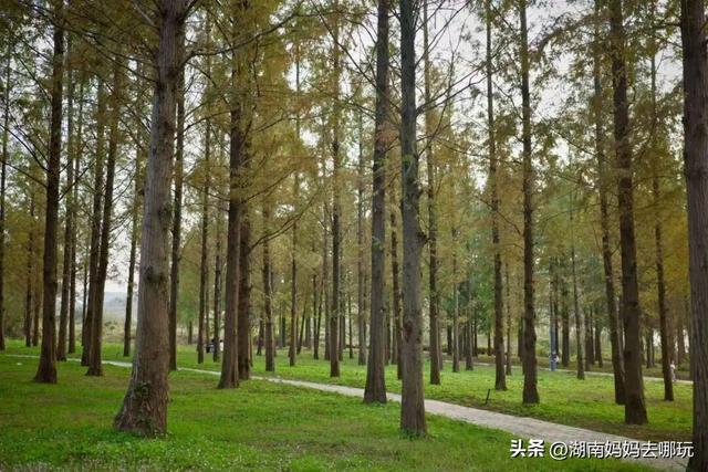 冬日遛娃就去长沙“济州岛”！水杉染红，芦苇摇浪，0元解锁 “橘子海” 日落