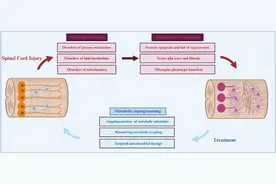 浙江大学梁成振团队揭秘代谢重编程调控治疗脊髓损伤的新前景图片