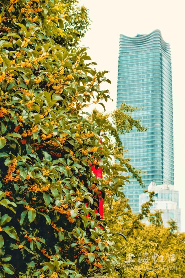 满城甜香，速赏桂花！莫要错过这迟来的秋日芬芳