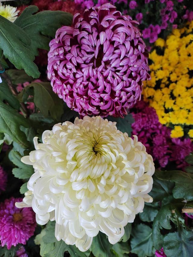 甘州府城菊花飘香