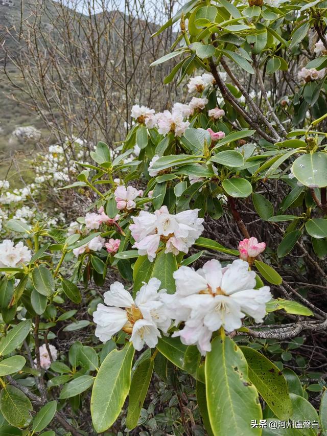 渭源双石门*石门雪山的杜鹃花