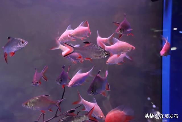 你好 东坡！| 花草街：晨光里的慢生活叙事