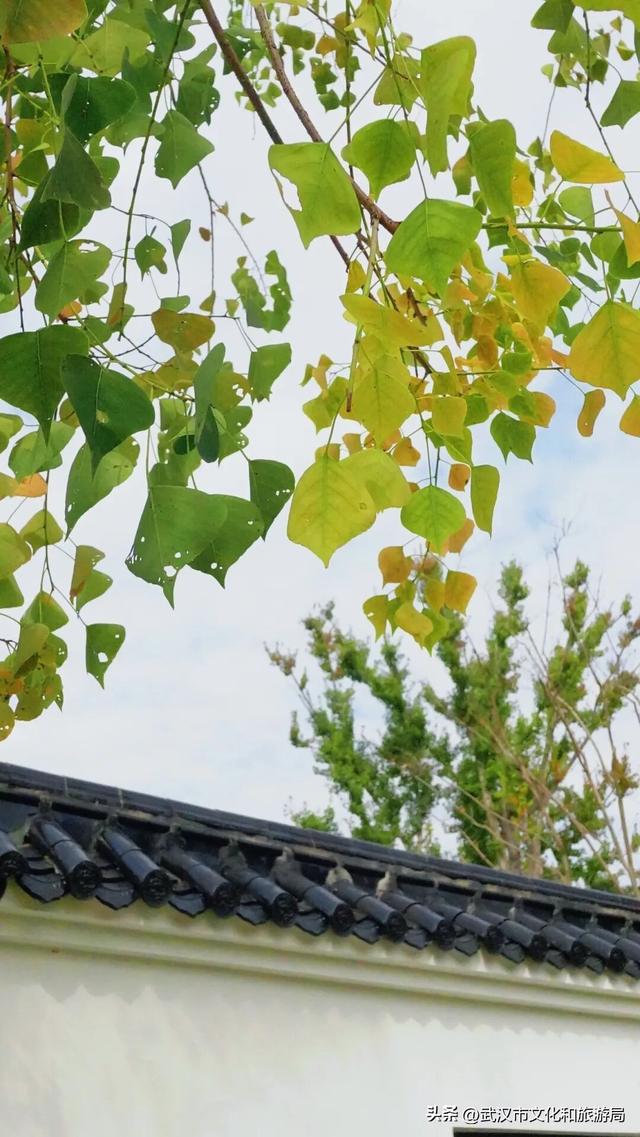 啊“秋”，彩林已上线，快收下这份斑斓！