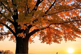 中国最贵的十棵树！图片